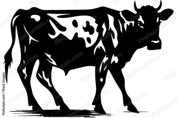 Heifer Cow
