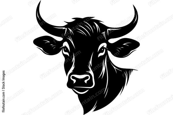 Heifer Cow