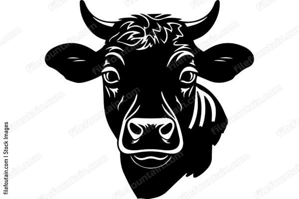Heifer Cow