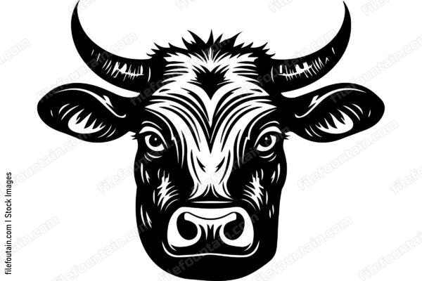 Heifer Cow