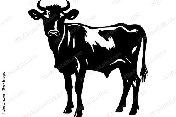Heifer Cow