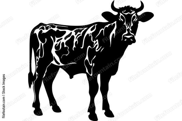 Heifer Cow