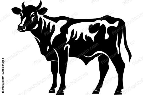Heifer Cow