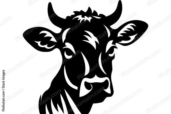 Heifer Cow