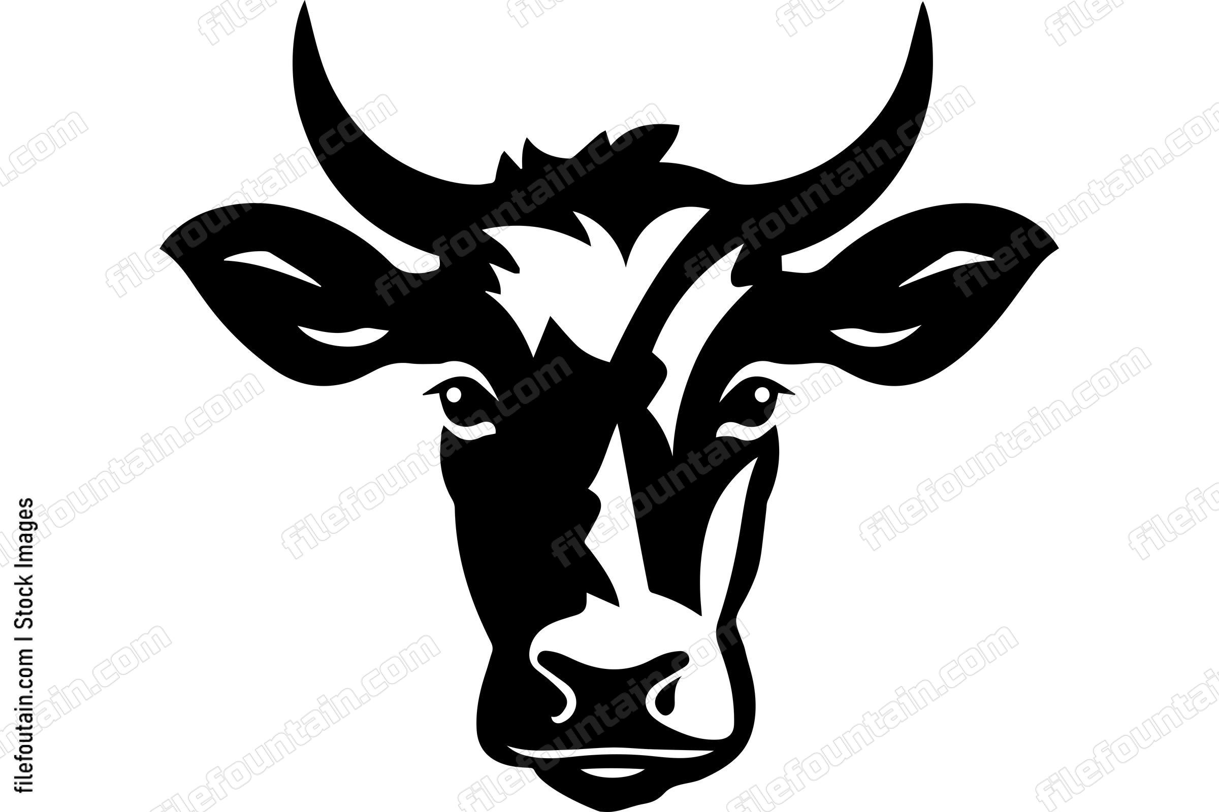 Heifer Cow