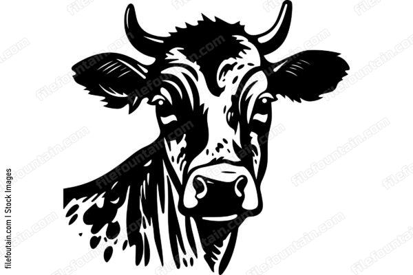 Heifer Cow