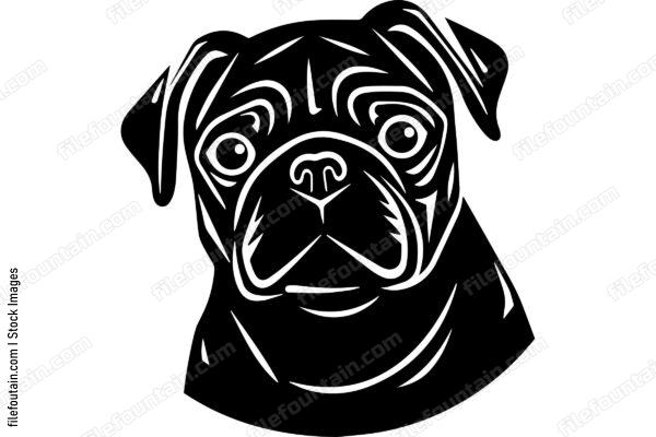 Pug