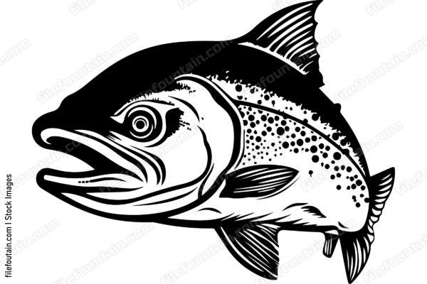 Salmon