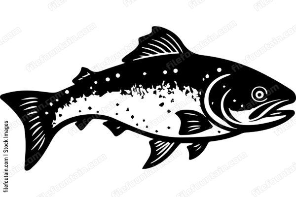 Salmon