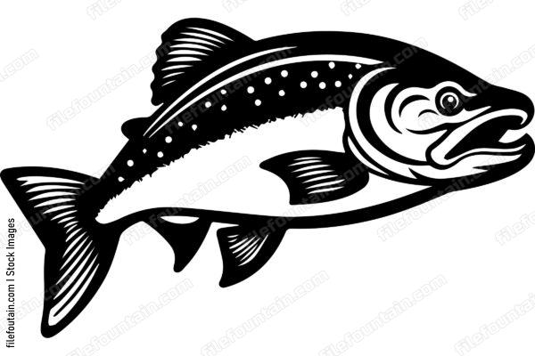 Salmon