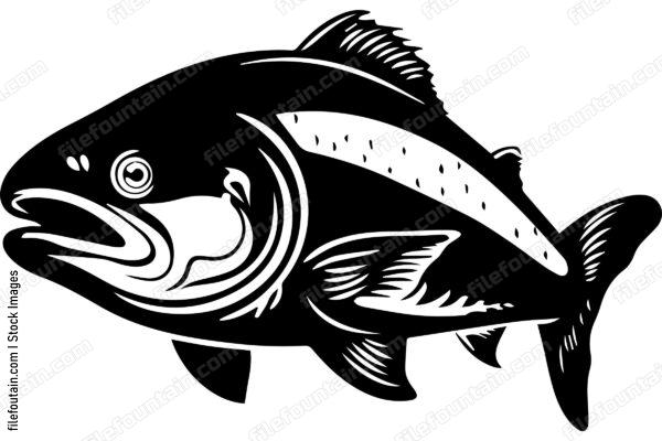 Salmon