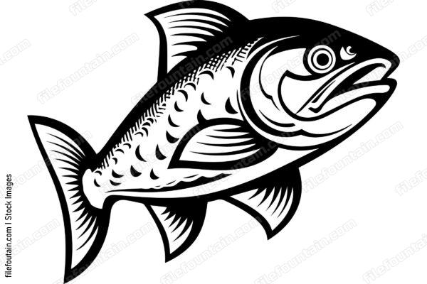 Salmon