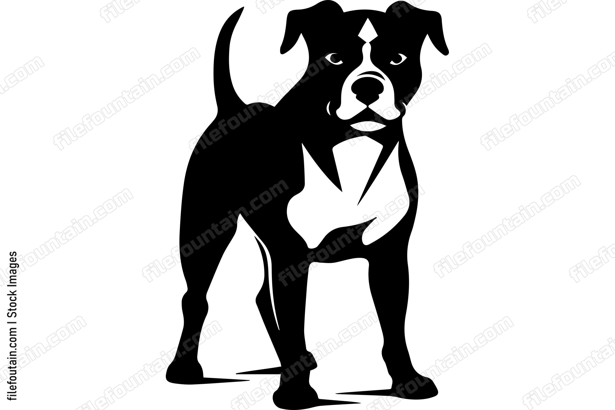 Standing American Pit Bull Terrier