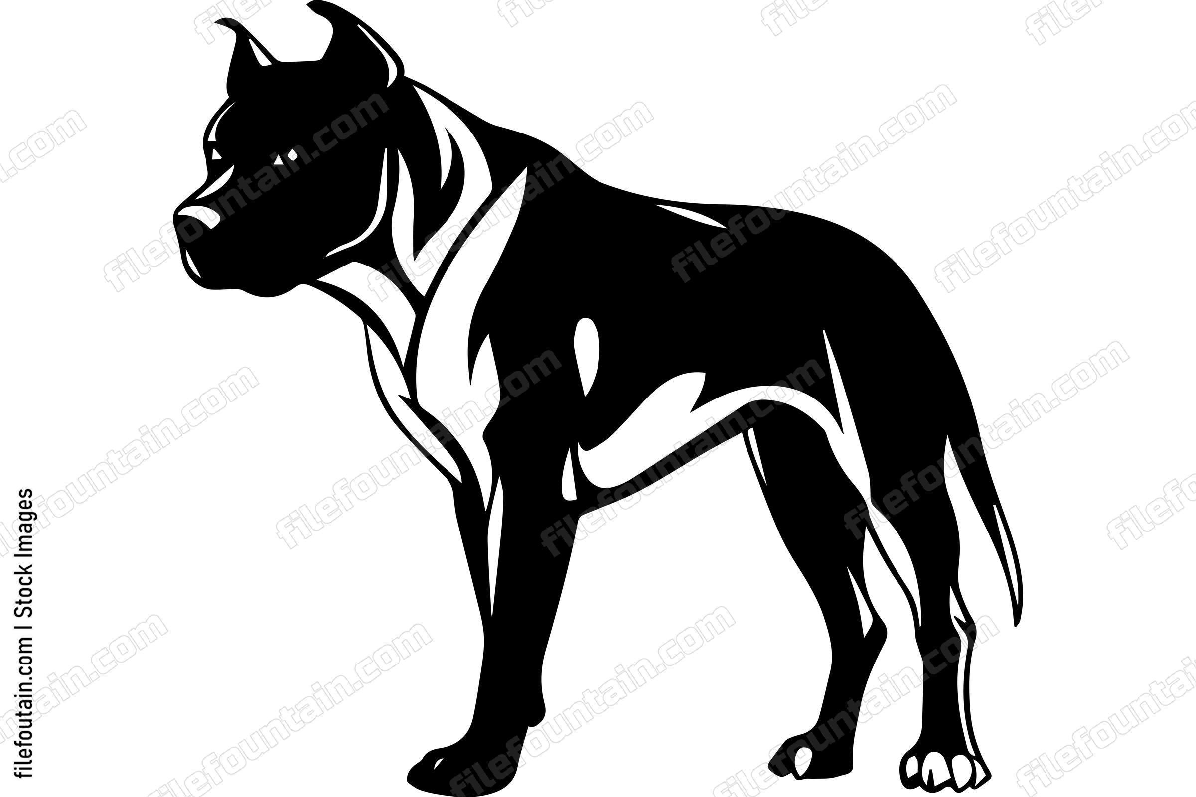 Standing American Pit Bull Terrier