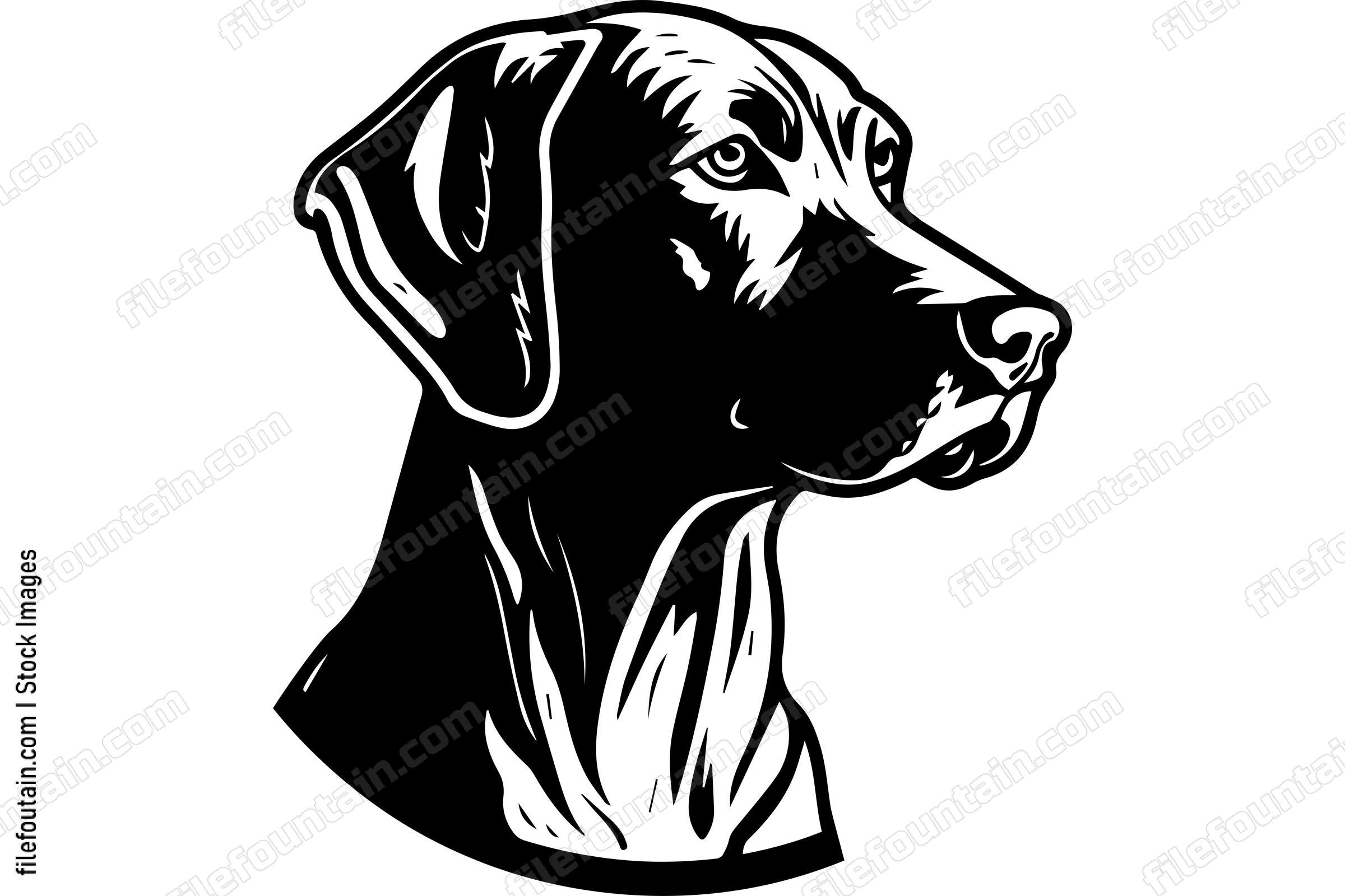 Vizsla