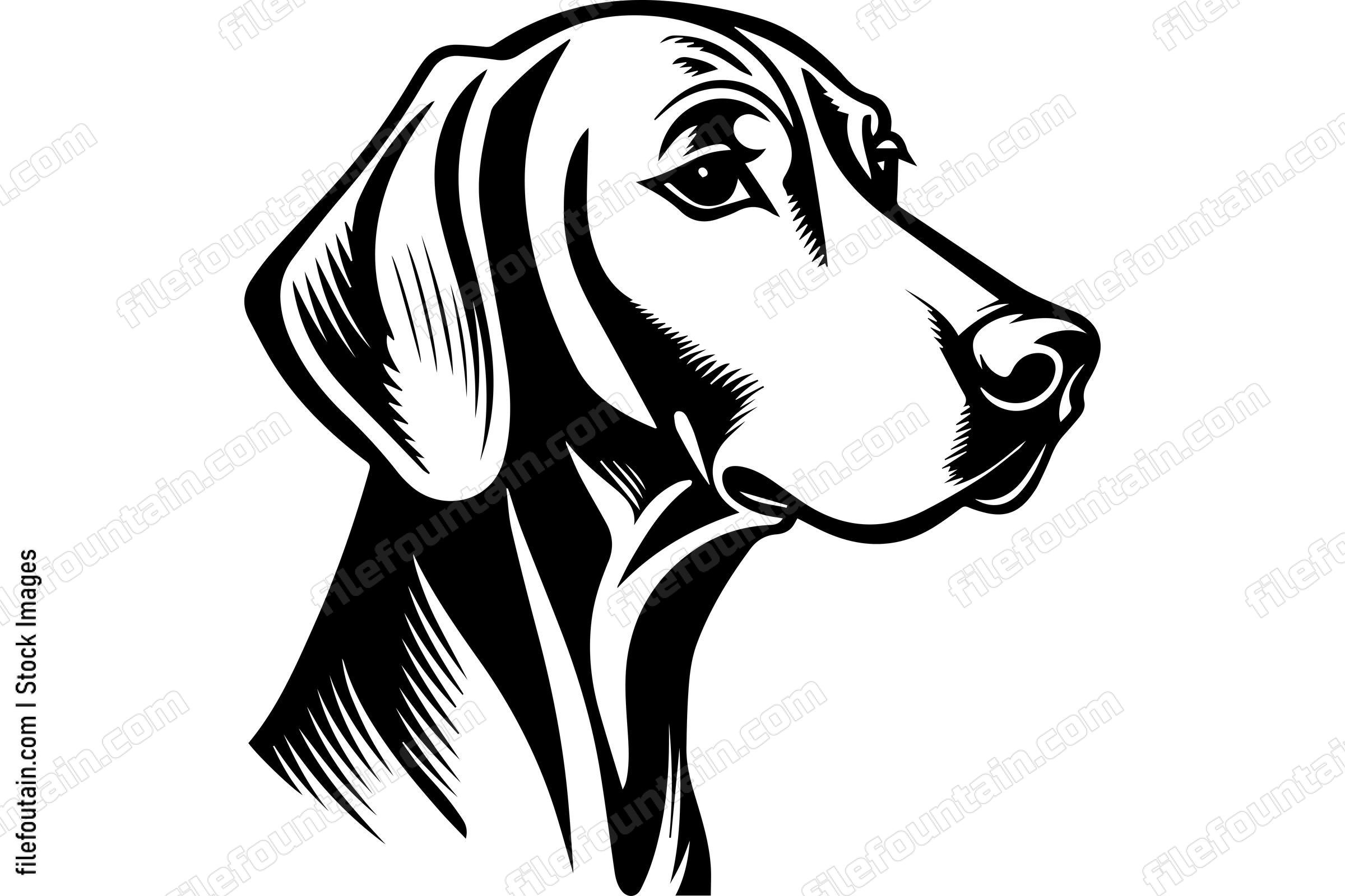 Vizsla