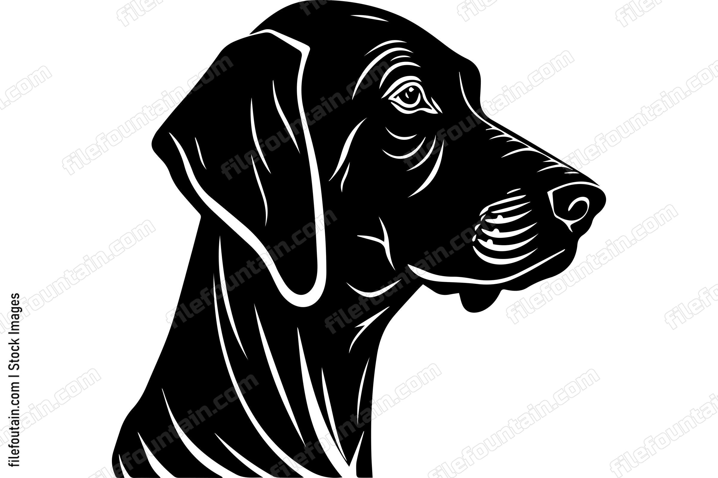 Vizsla