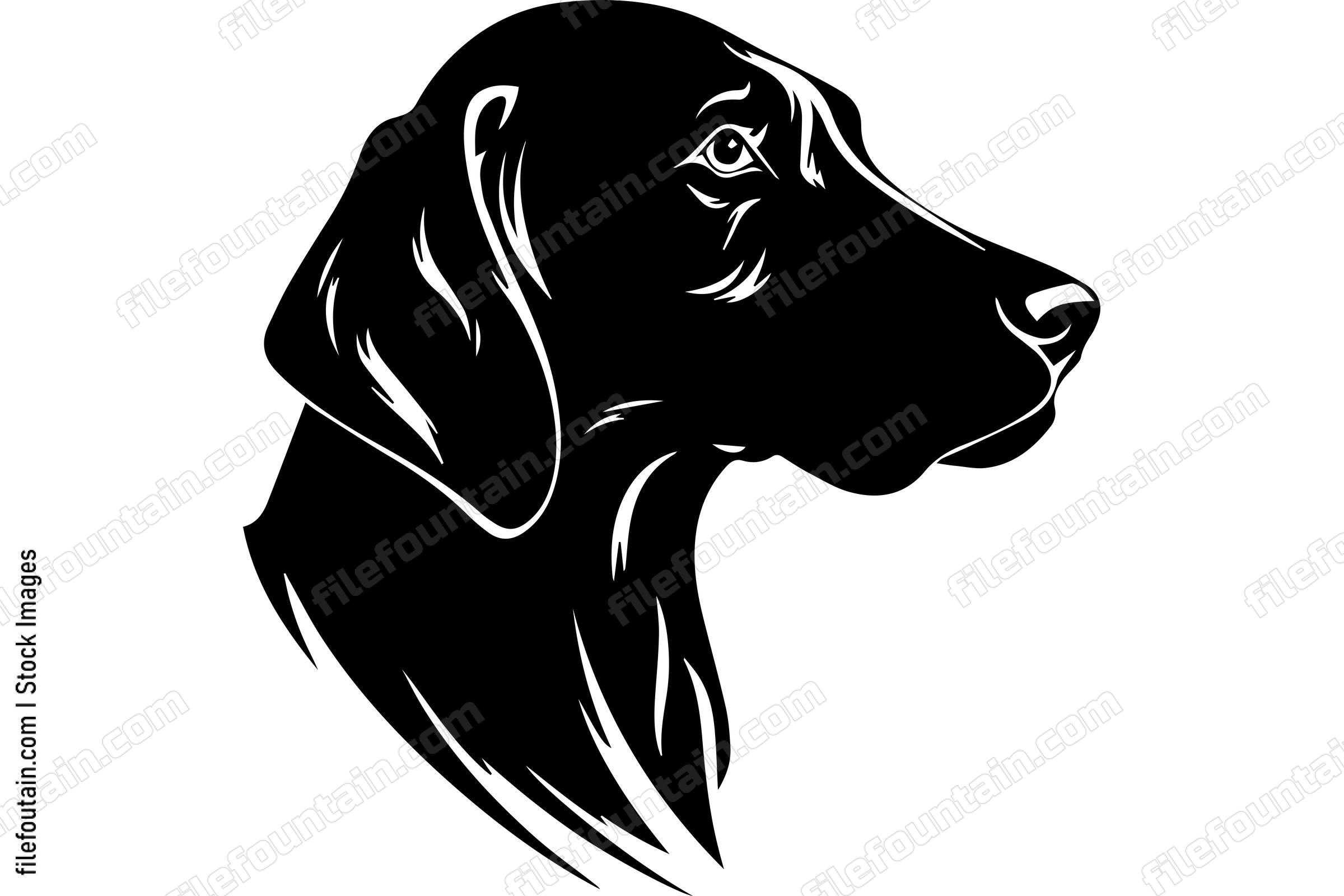 Vizsla
