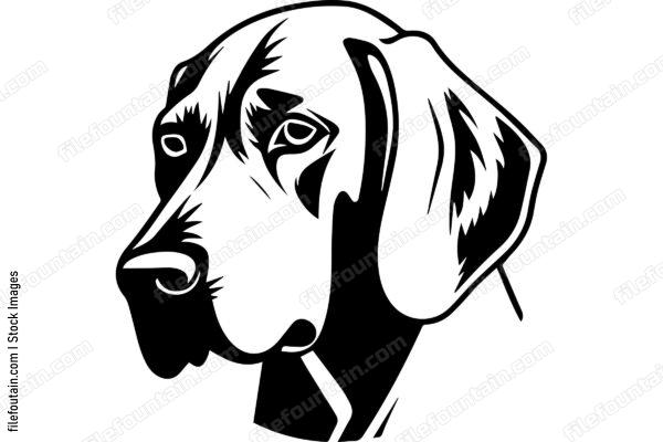 Weimaraner