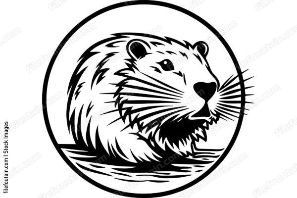 Beaver