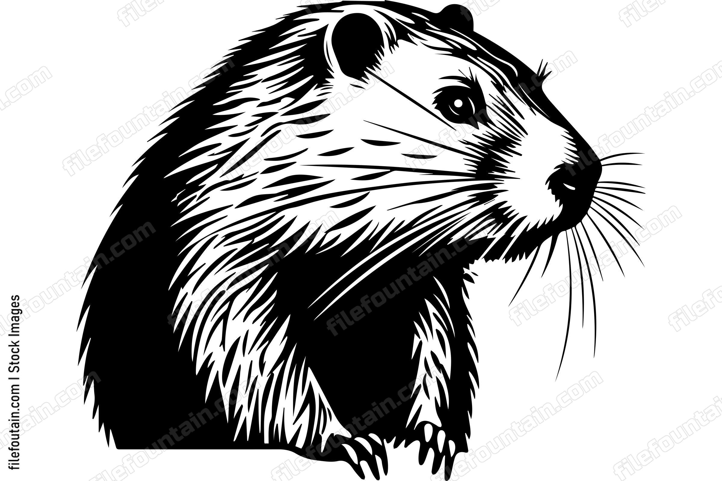 Beaver