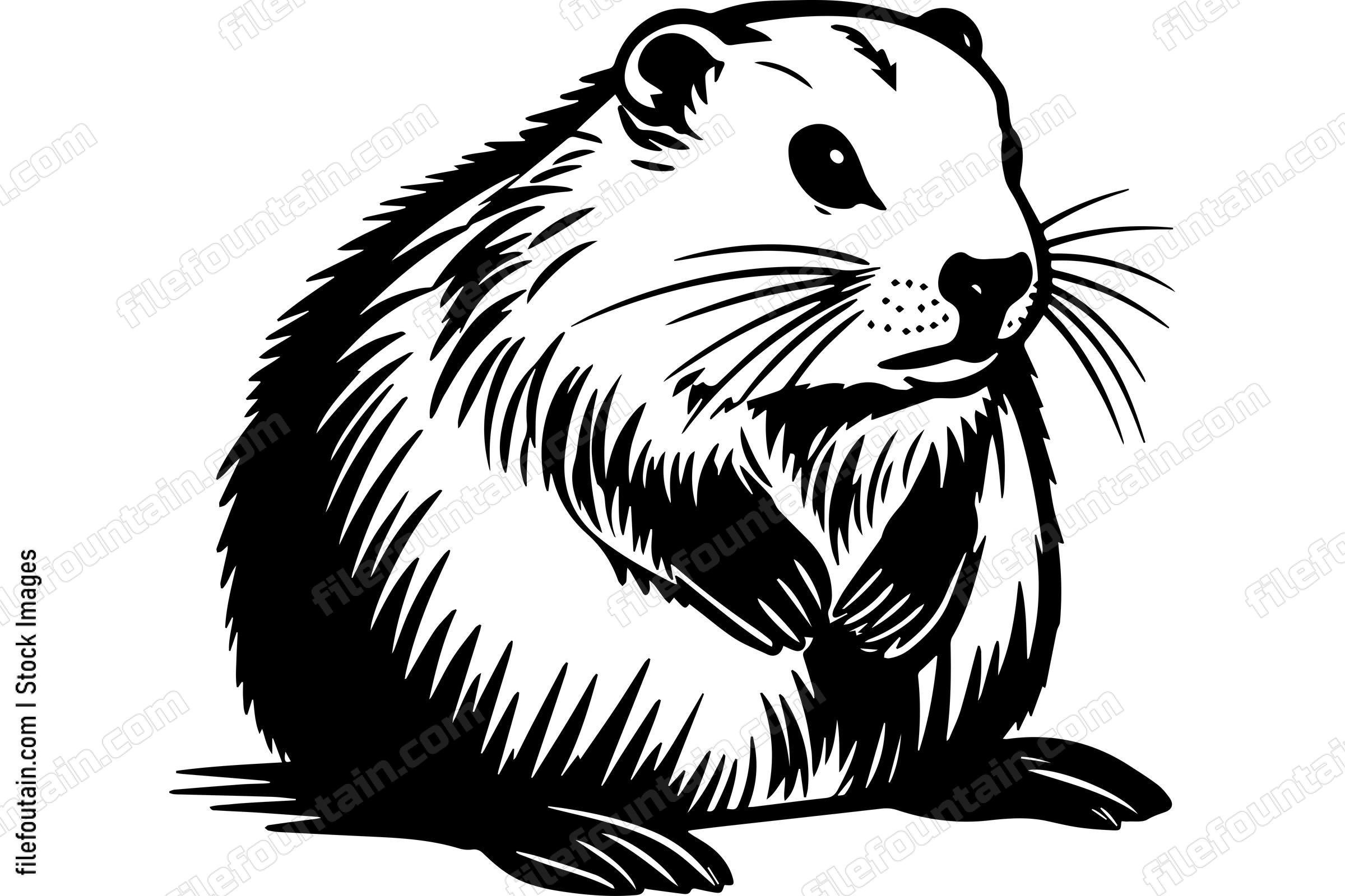 Beaver