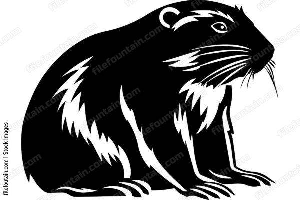 Beaver