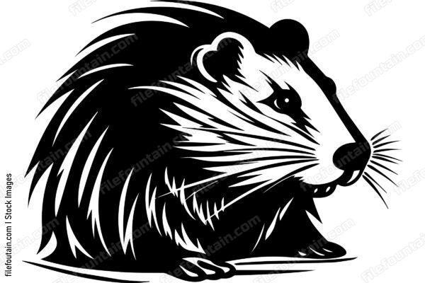 Beaver
