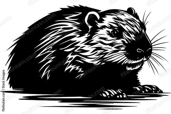 Beaver