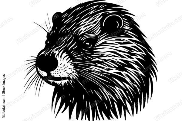 Beaver