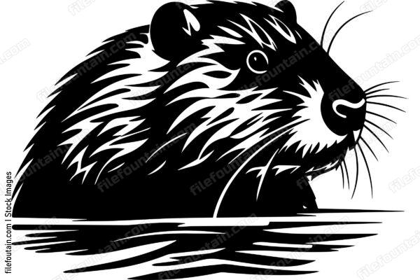 Beaver