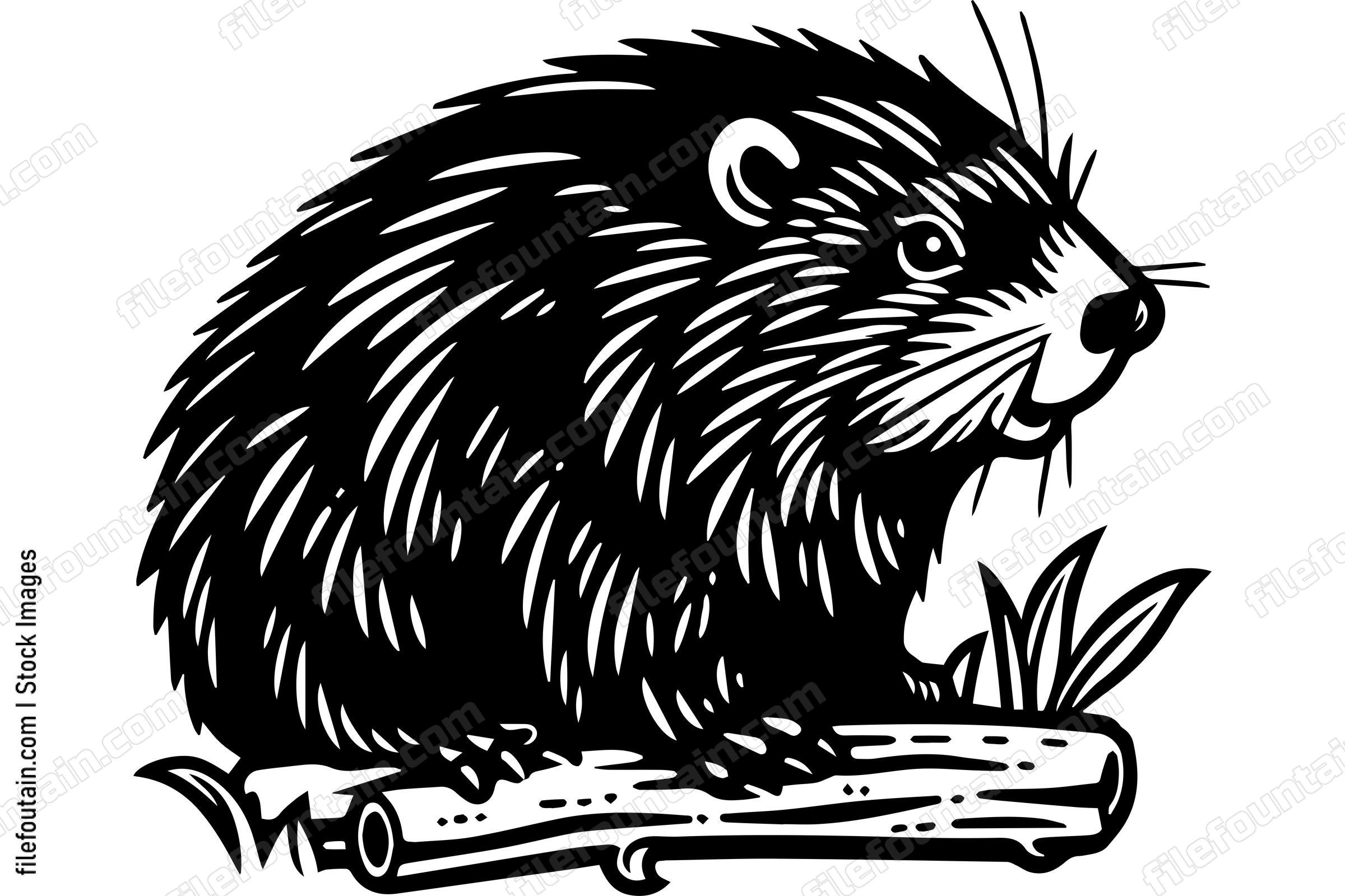 Beaver
