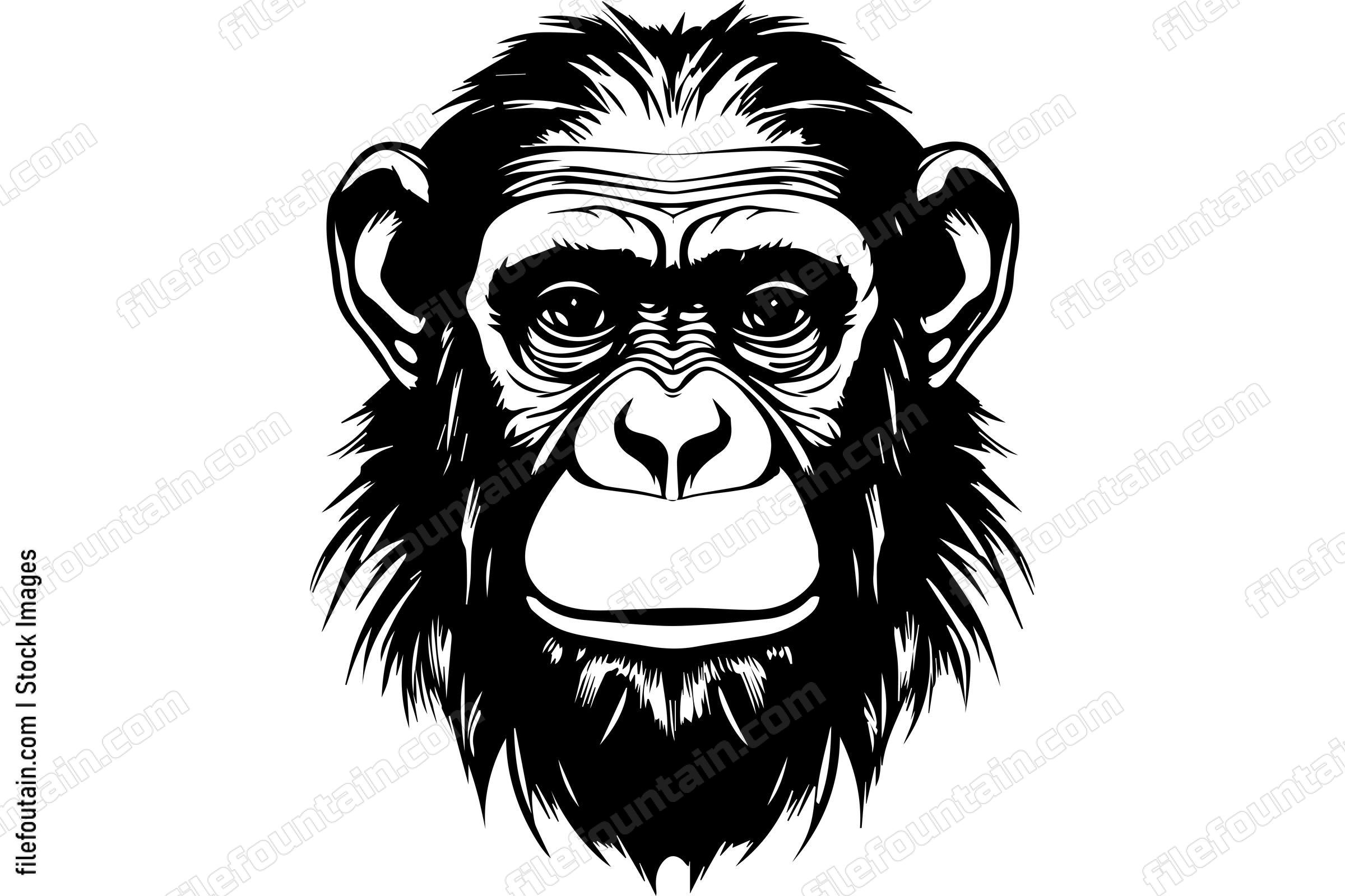 Chimpanzee