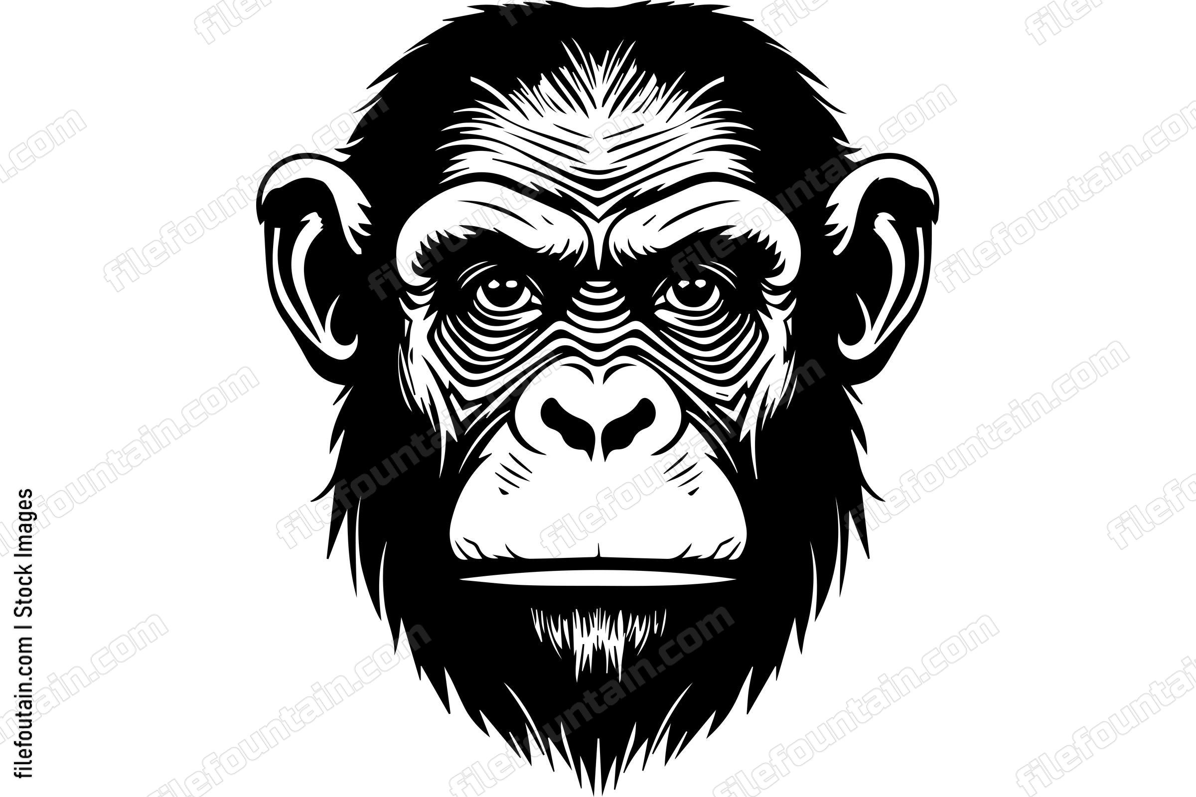 Chimpanzee