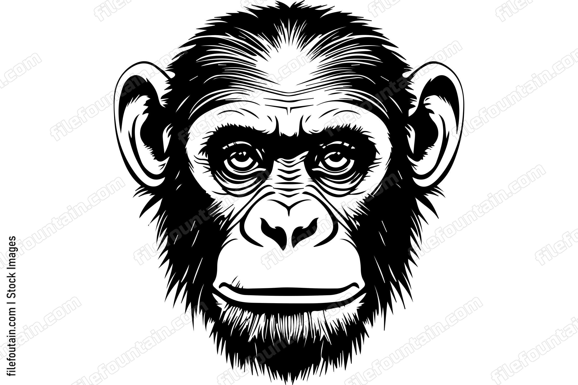 Chimpanzee
