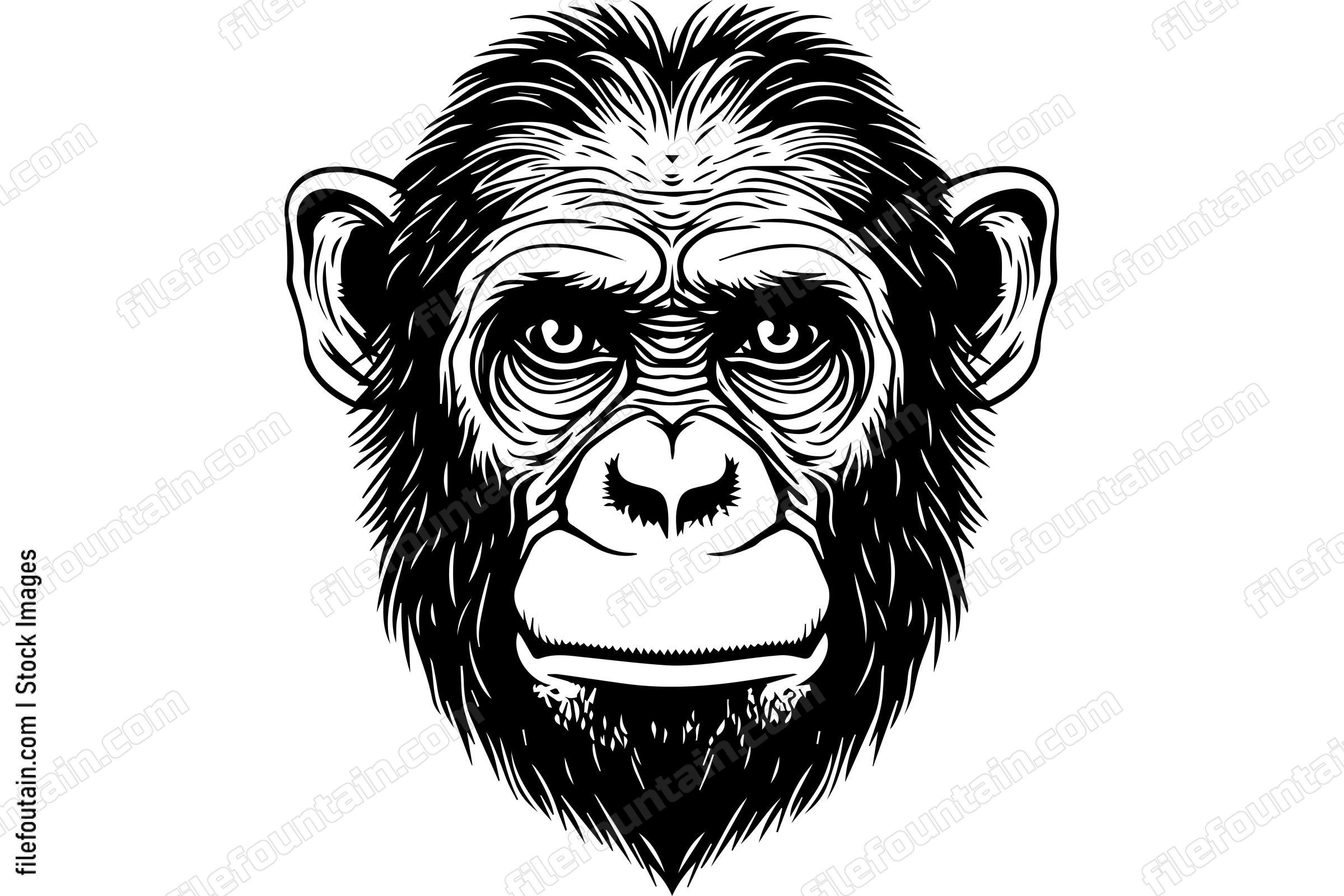 Chimpanzee