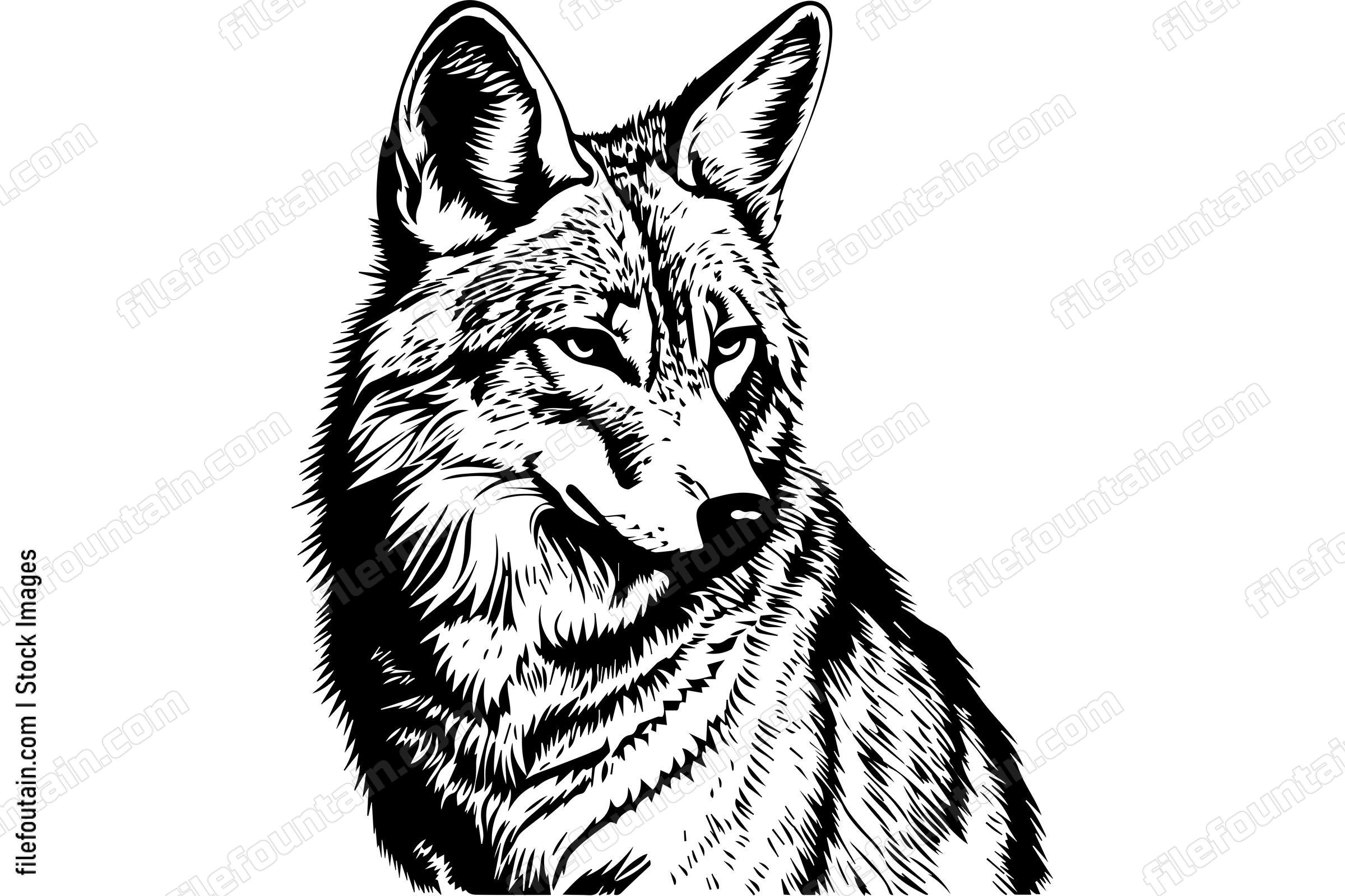 Coyote