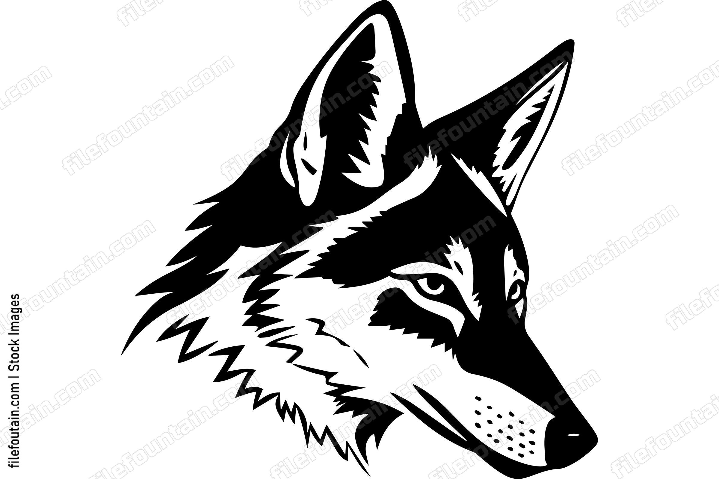 Coyote