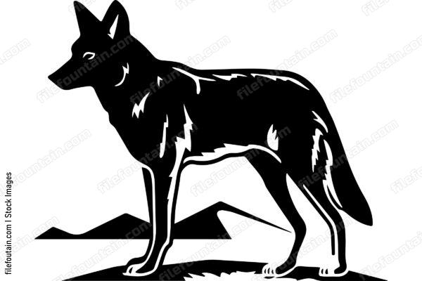Coyote