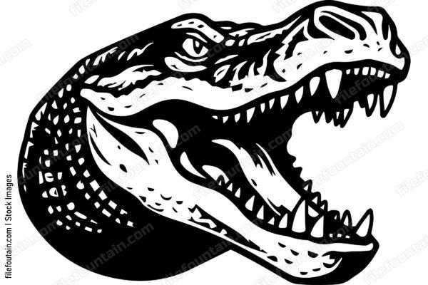 Alligator