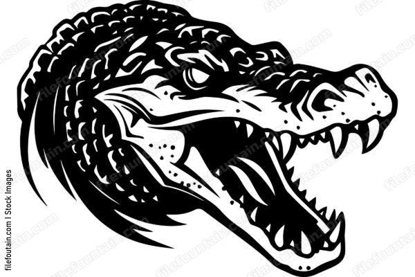 Alligator