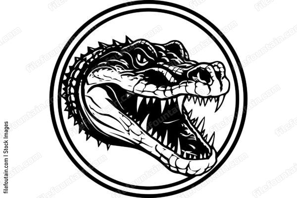 Alligator