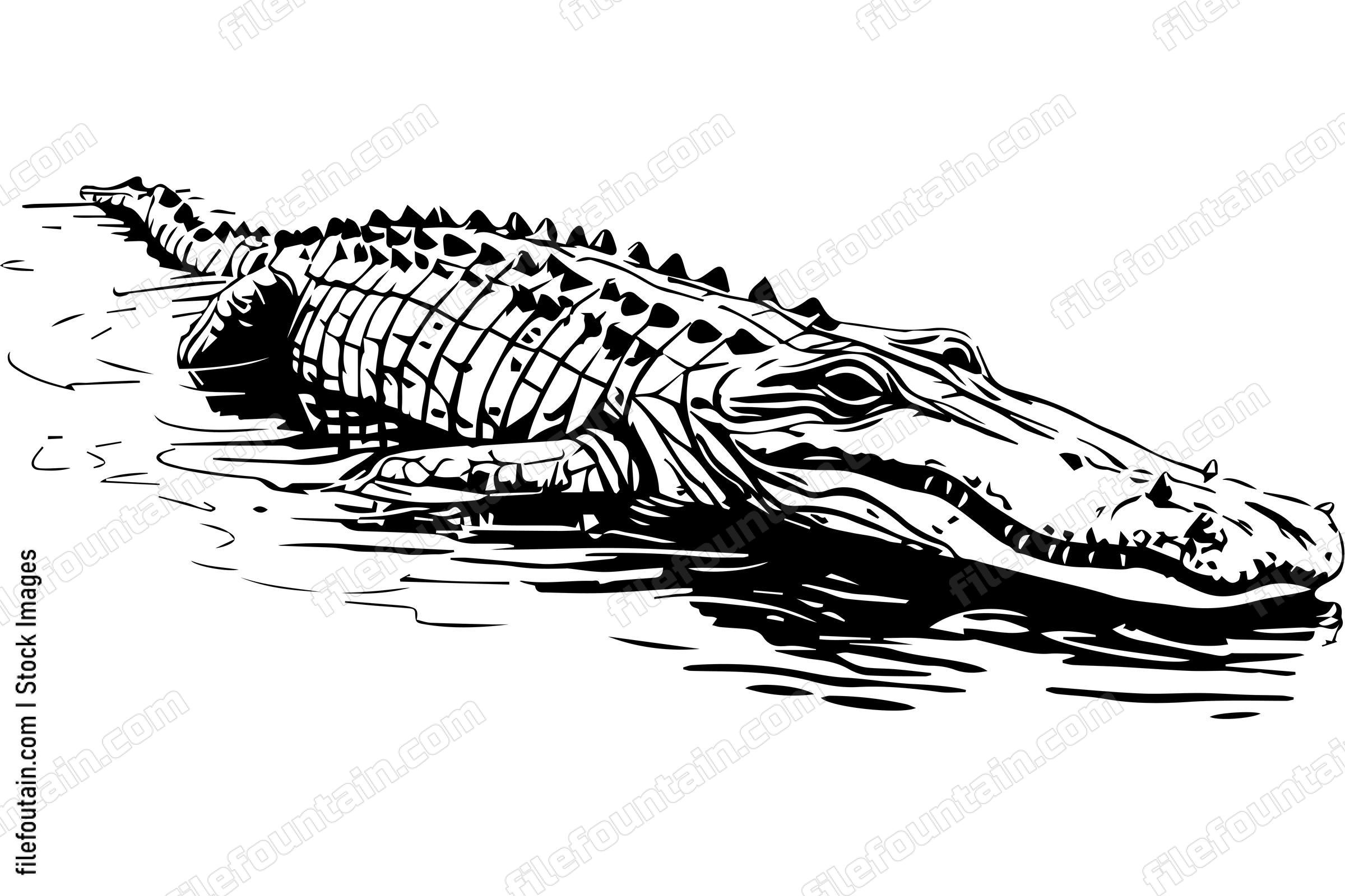 Alligator In Water