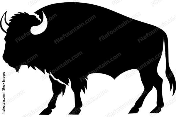 American Bison