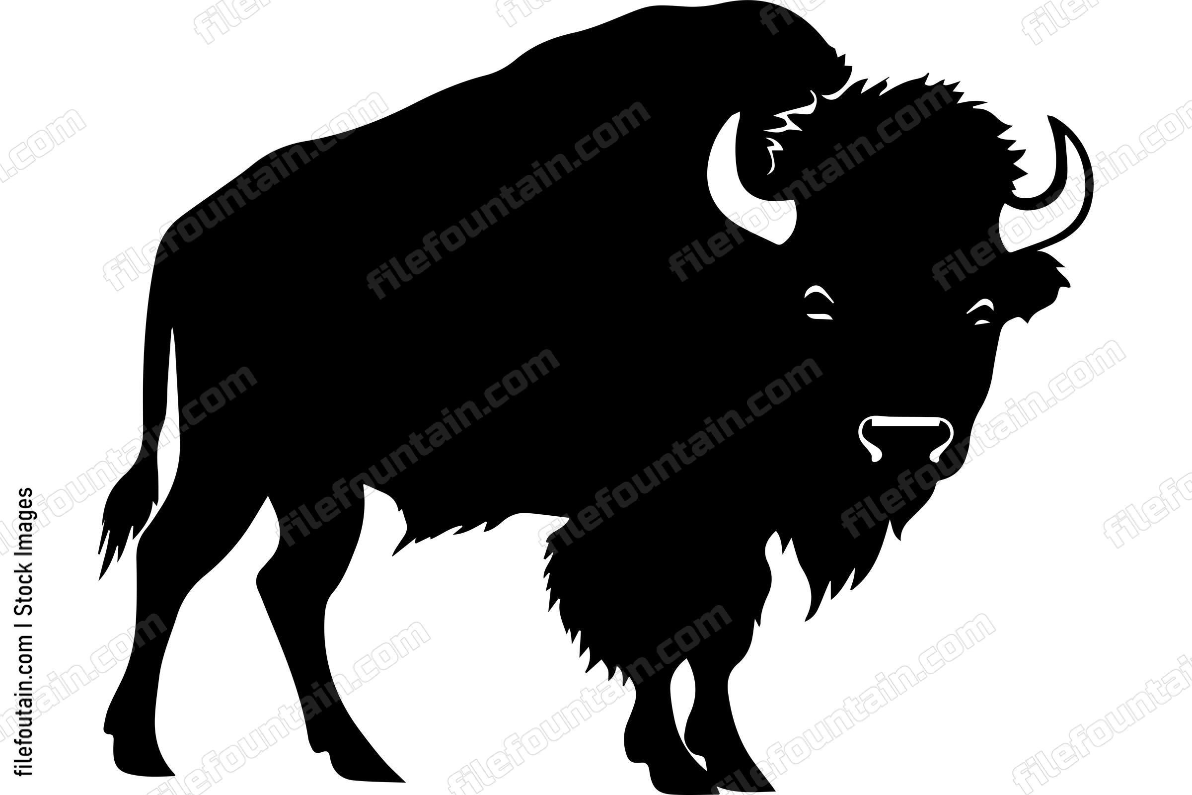 American Bison
