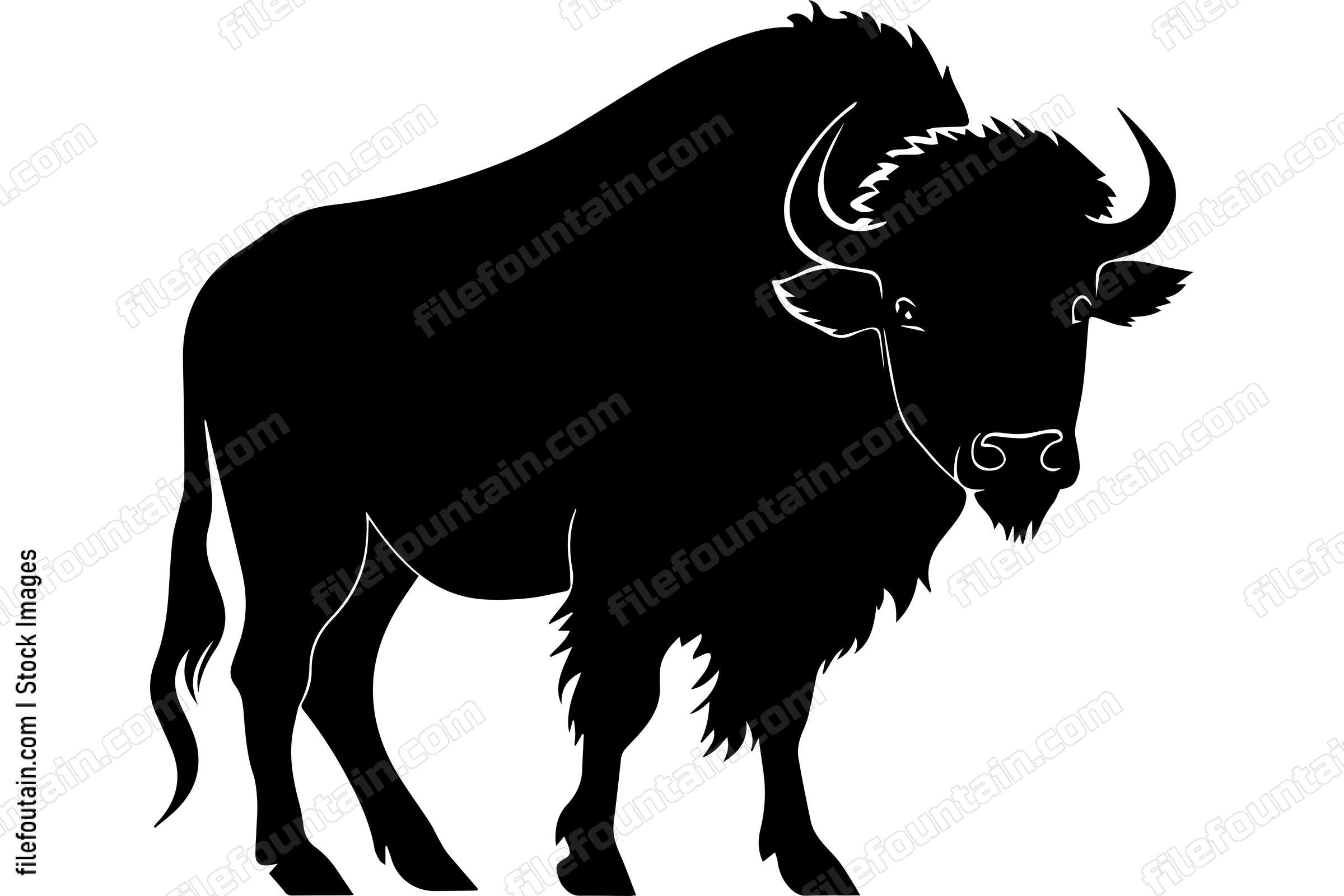 American Bison
