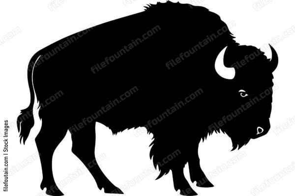 American Bison