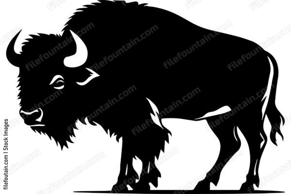 American Bison