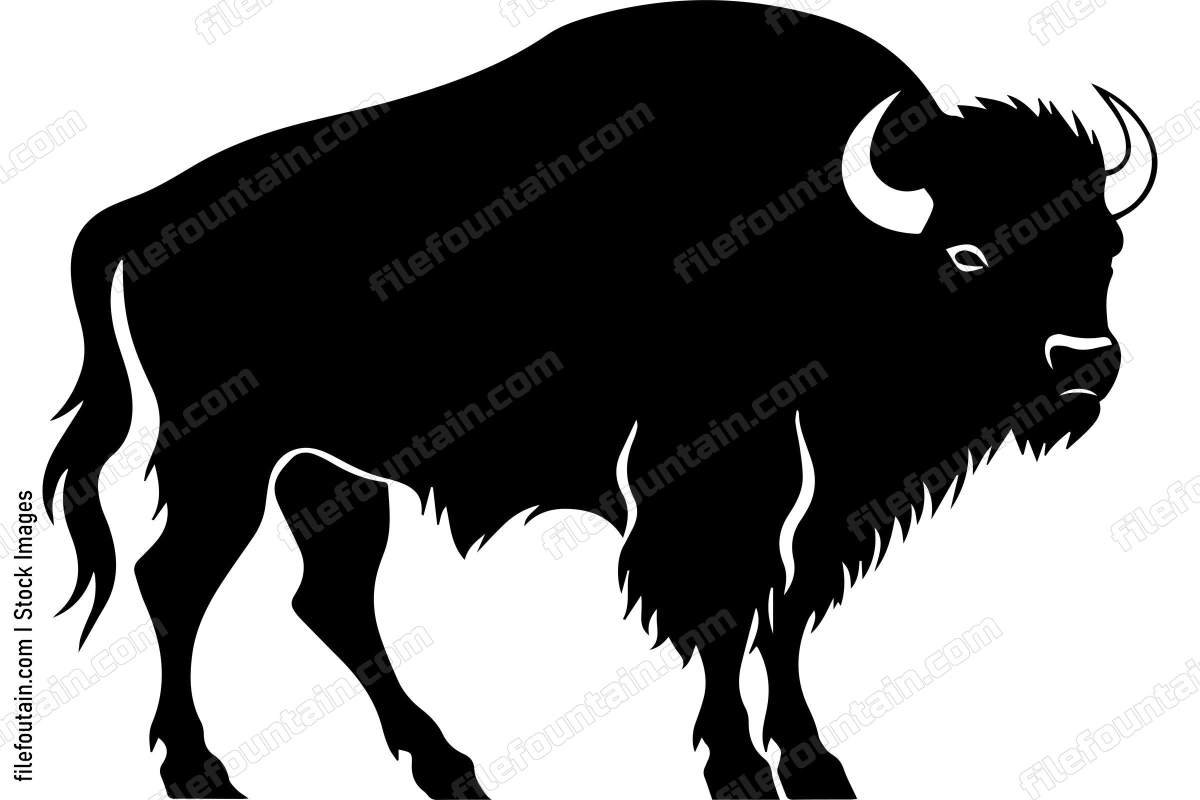 American Bison