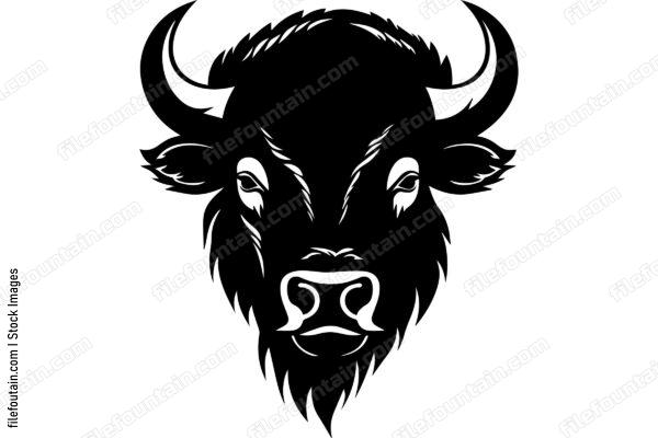 American Bison